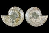 Bargain, Cut & Polished Ammonite Fossil - Madagascar #148068-1